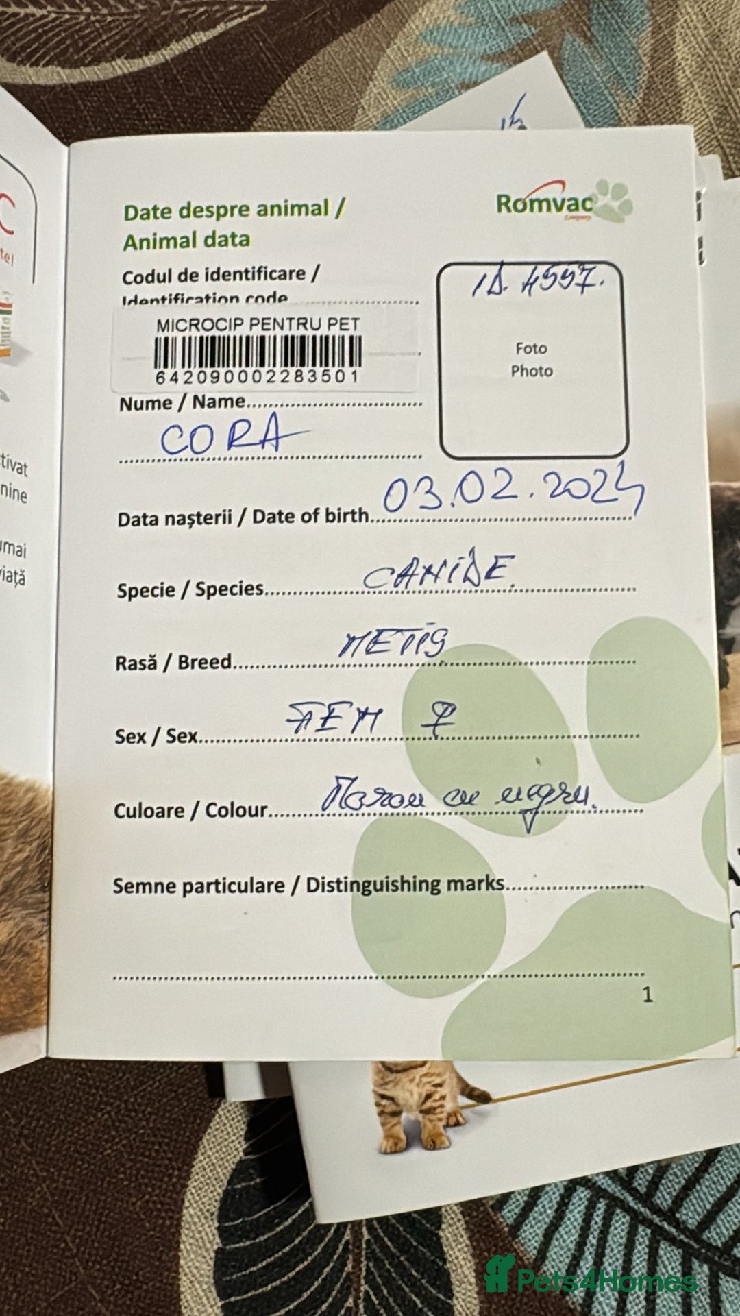 Mixed Breed dogs for adoption: CORA - a Beautiful & Kind Girl, for a Loving Home - Image 11