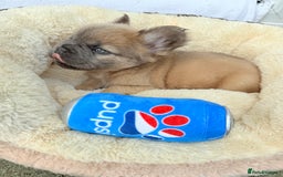 French Bulldog dogs for sale: Visual fluffy ** French bulldog puppies - Image 9