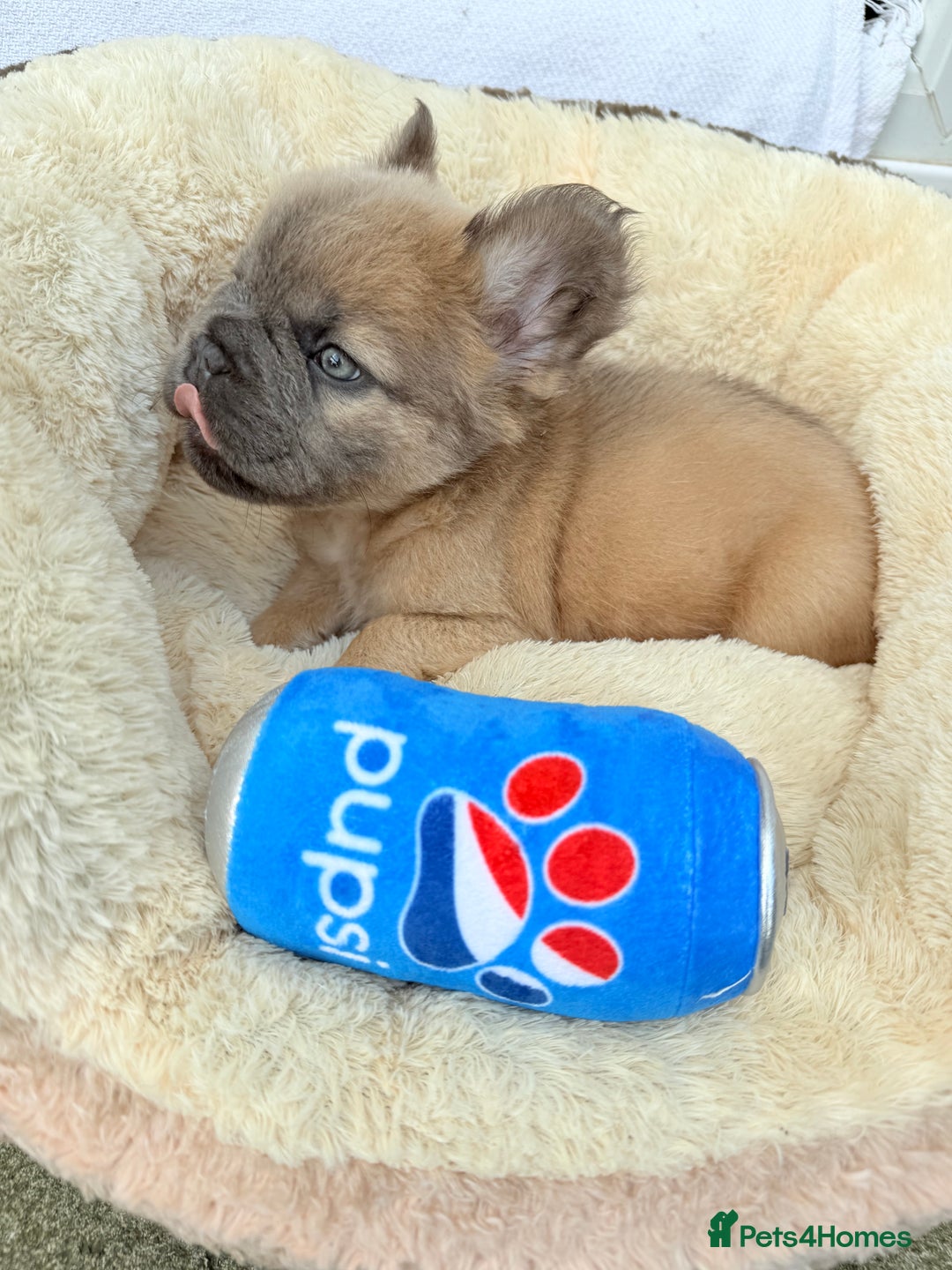 French Bulldog dogs for sale: Visual fluffy ** French bulldog puppies - Image 9