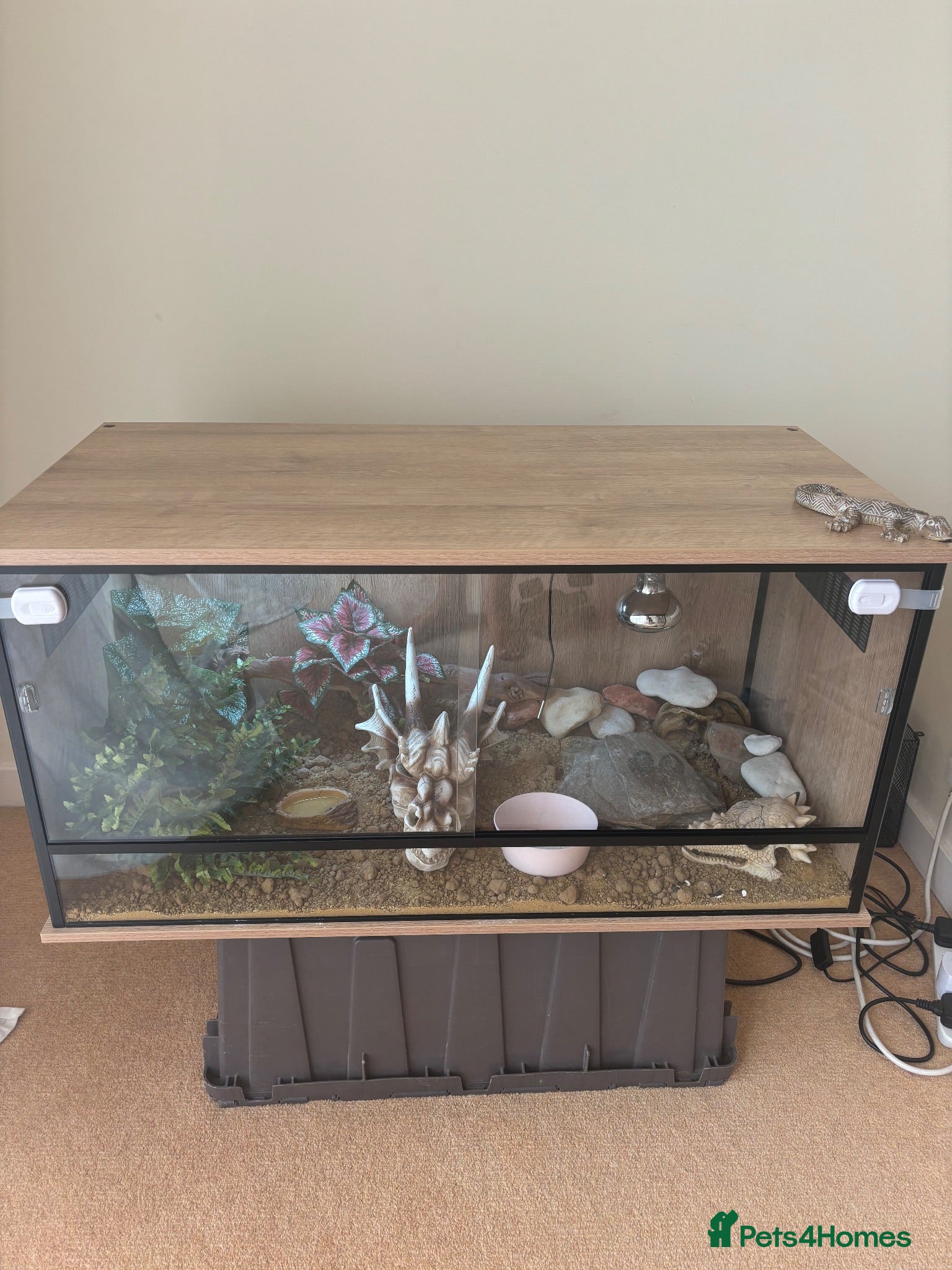 Leopard Gecko reptiles Treeco - Advert 1