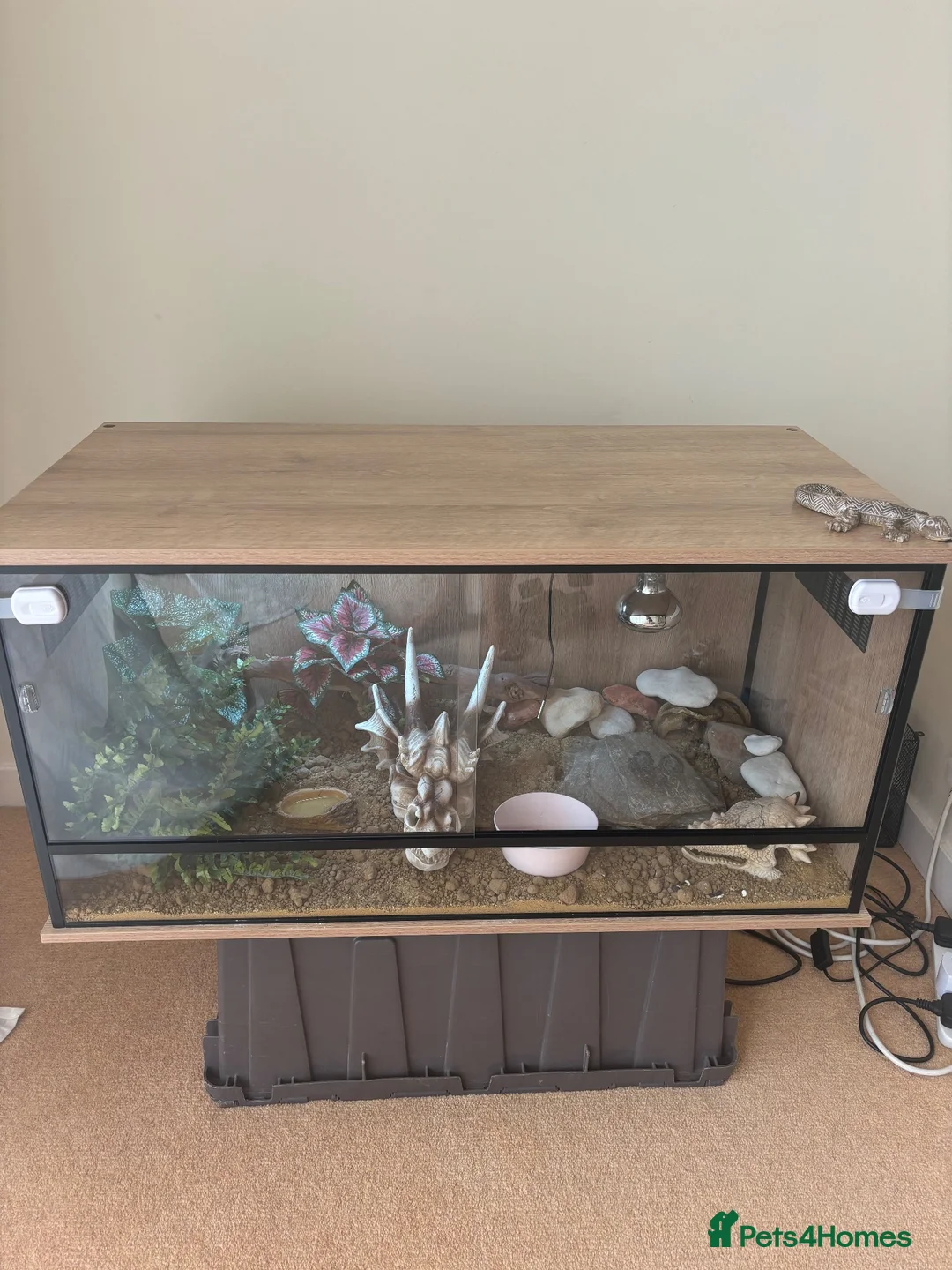 Leopard Gecko reptiles for sale: Treeco in Leicester - Advert 1