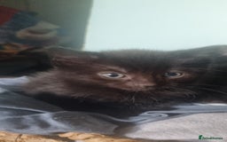 British Shorthair cats for sale: 8 week old kittens - Image 2