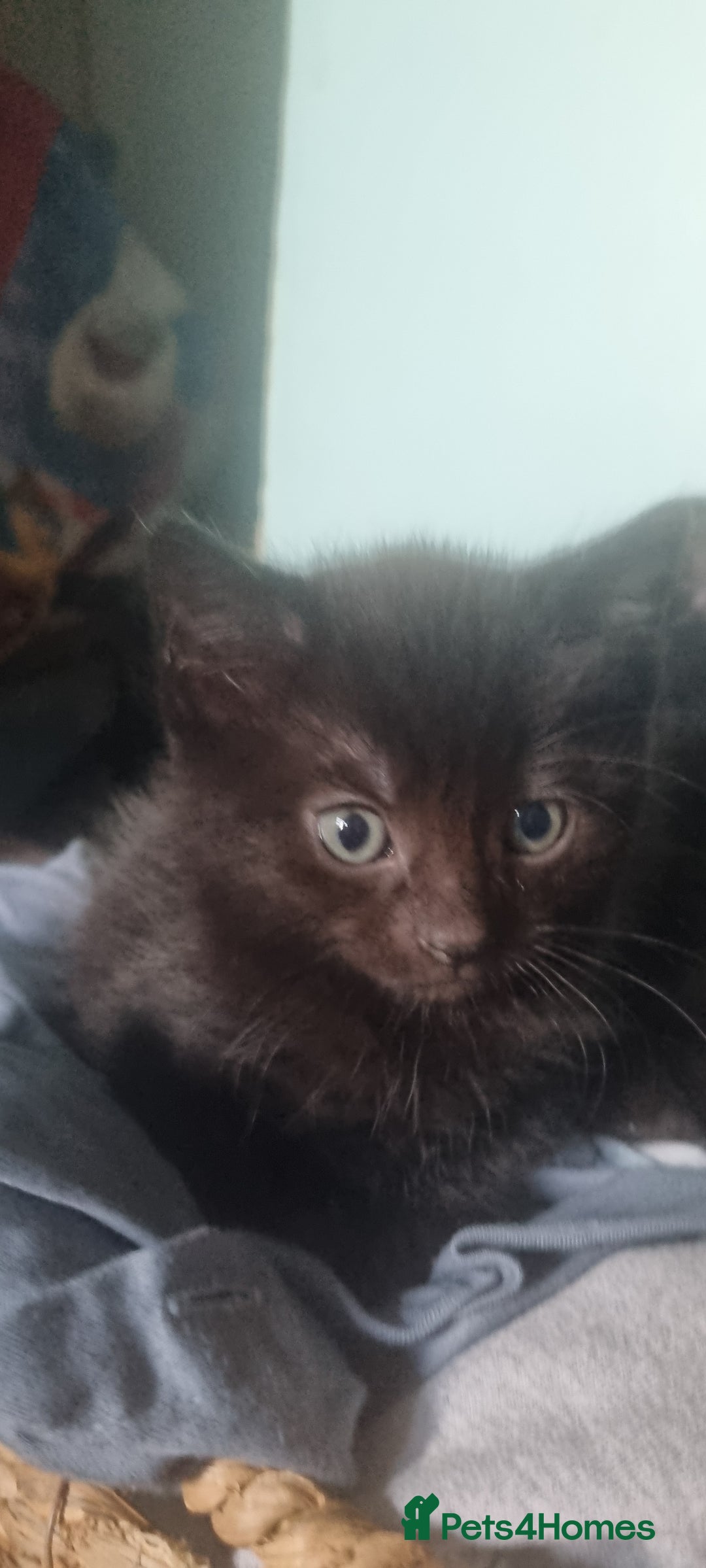 British Shorthair cats for sale: 8 week old kittens - Image 2