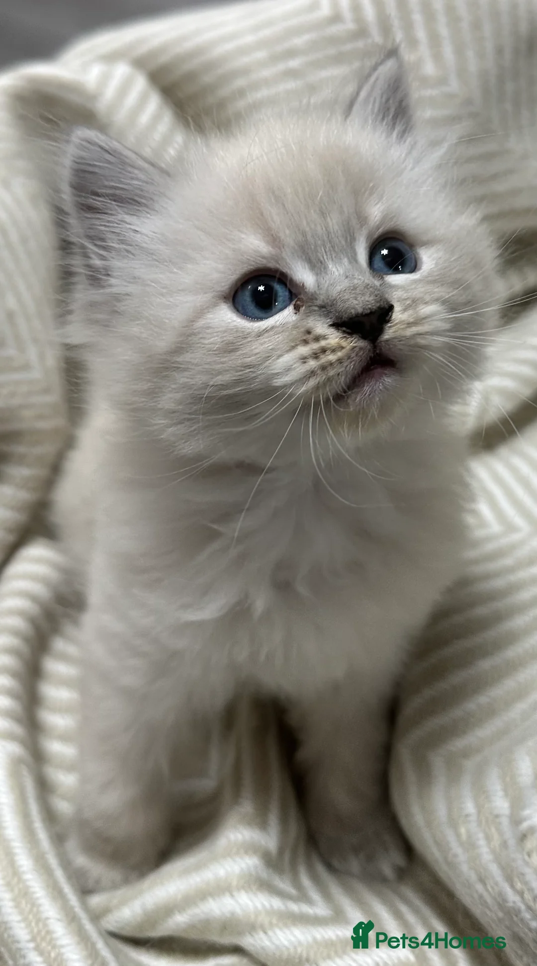 Siberian cats for sale: KITTENS SIBERIAN Neva Masquerade White  - Advert 7