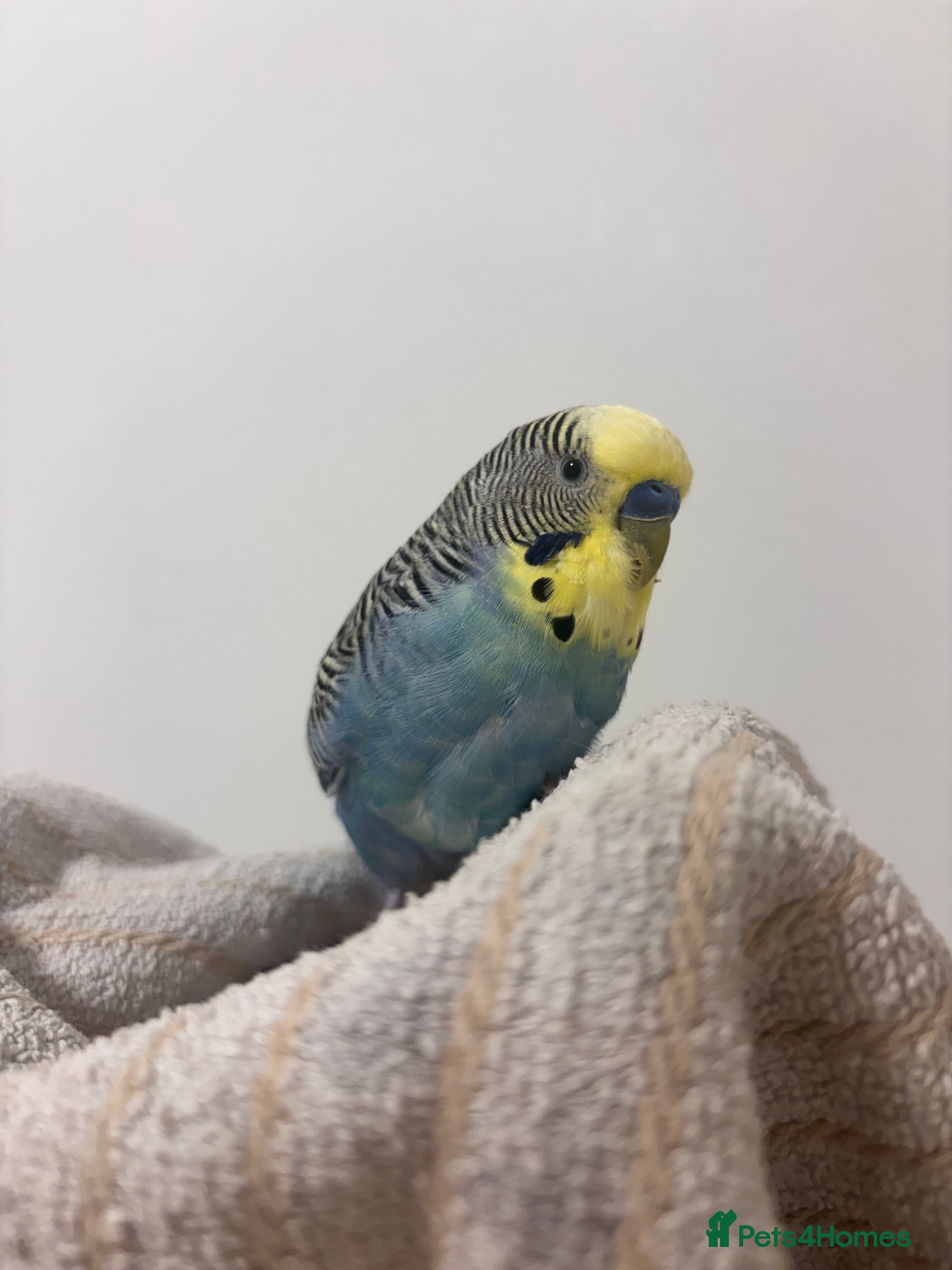 Budgerigars birds Hand tame male Budgie, with cage, food and toys! - Advert 1