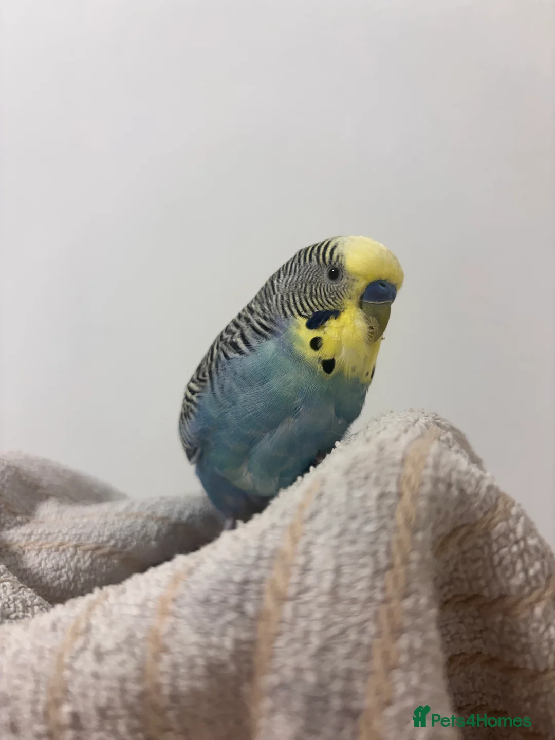 Budgerigars birds for sale: Hand tame male Budgie, with cage, food and toys! - Advert 1