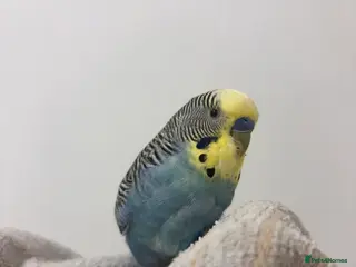 Budgerigars birds Hand tame male Budgie, with cage, food and toys! - Advert 1