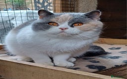 British Shorthair cats for sale: Beautiful TICA Blue Tortie and white female  - Image 2