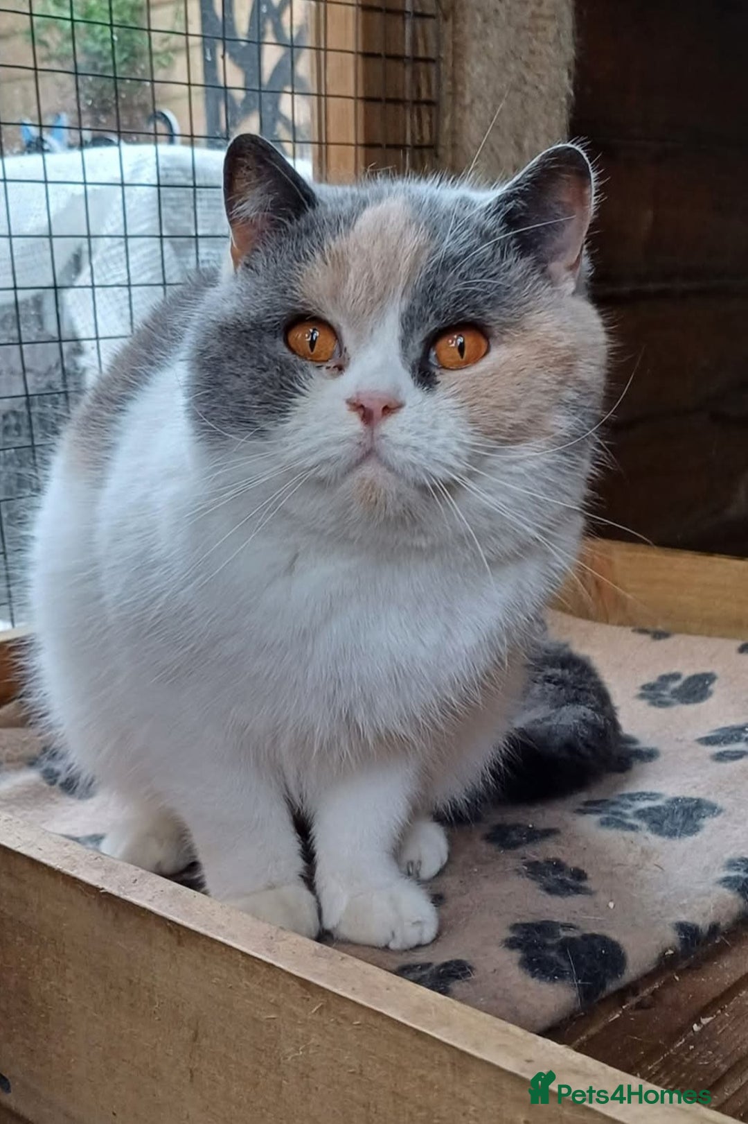 British Shorthair cats for sale: Beautiful TICA Blue Tortie and white female  - Image 2