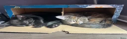 Maine Coon cats for sale: Half Maine coon (Last lady) - Advert 12