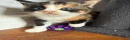 Mixed Breed cats for sale: Beautiful litter of kittens  - Advert 3