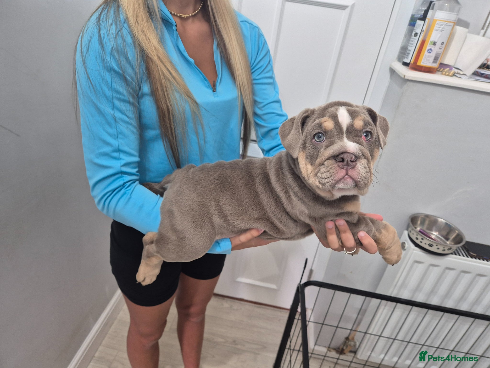 English Bulldog dogs English bulldog puppy - Advert 1