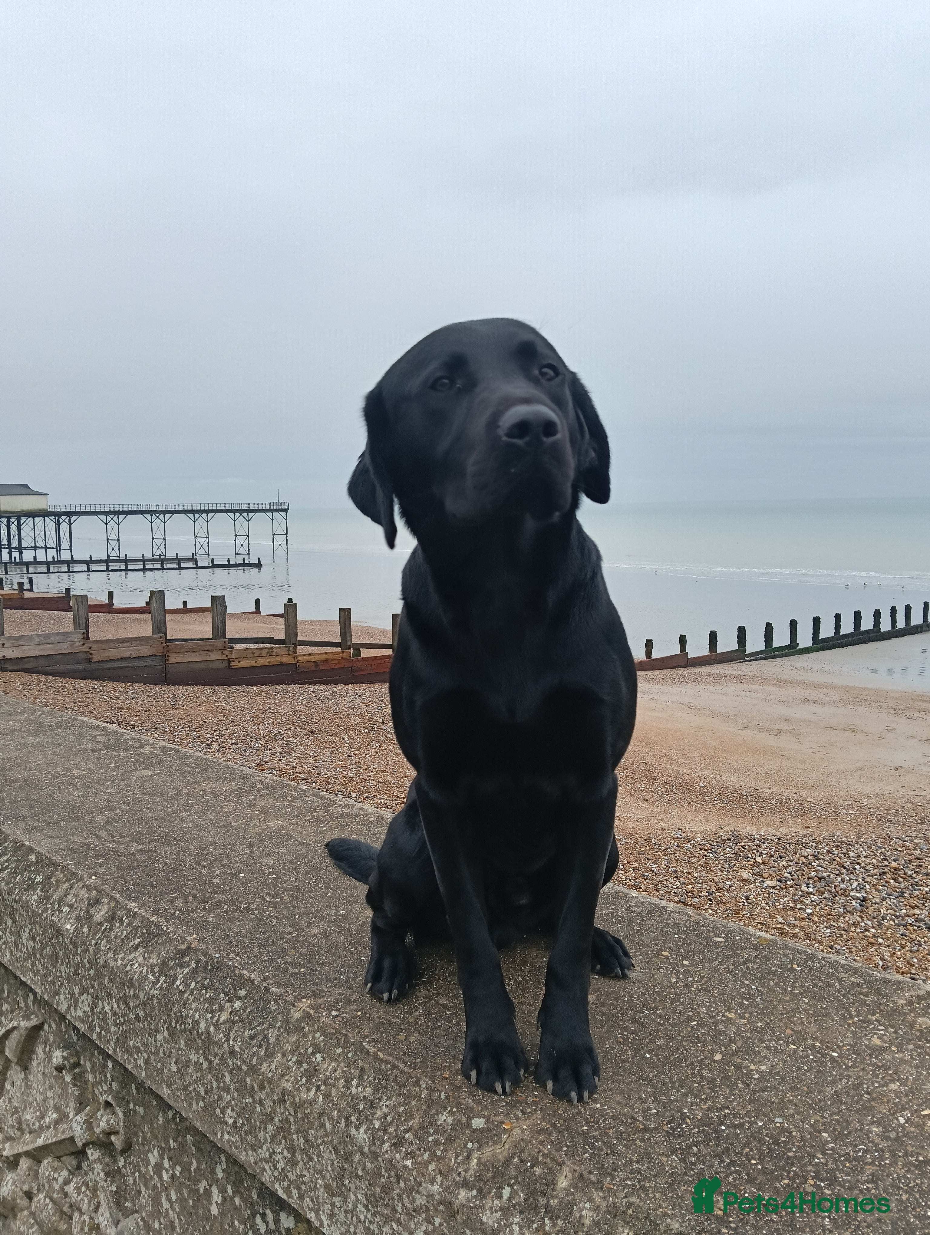 Labrador Retriever dogs Black Labrador - Advert 9