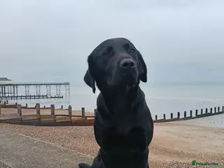 Labrador Retriever dogs Black Labrador - Advert 3