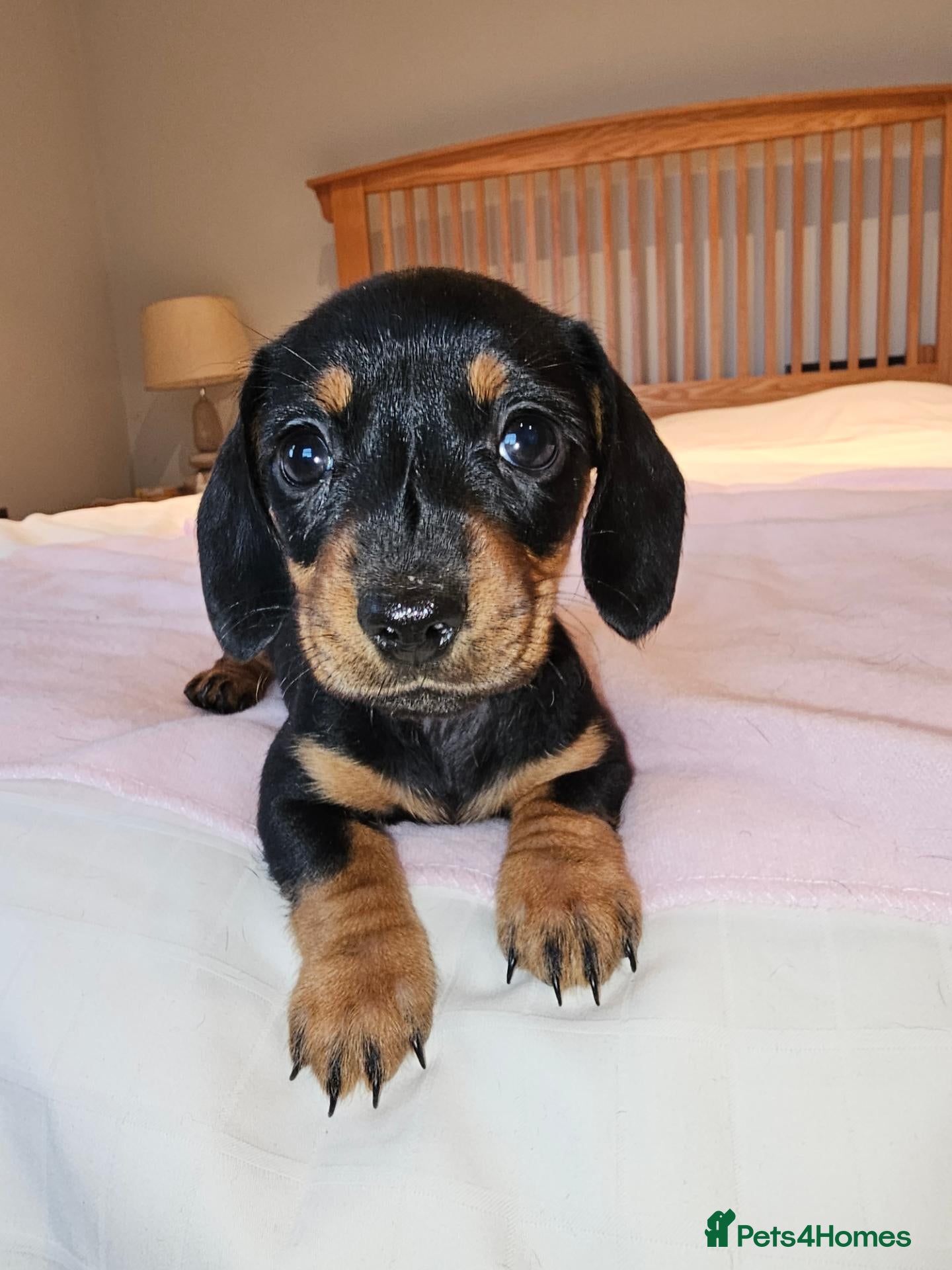 Dachshund dogs Pure Bred Dachshunds  - Advert 1