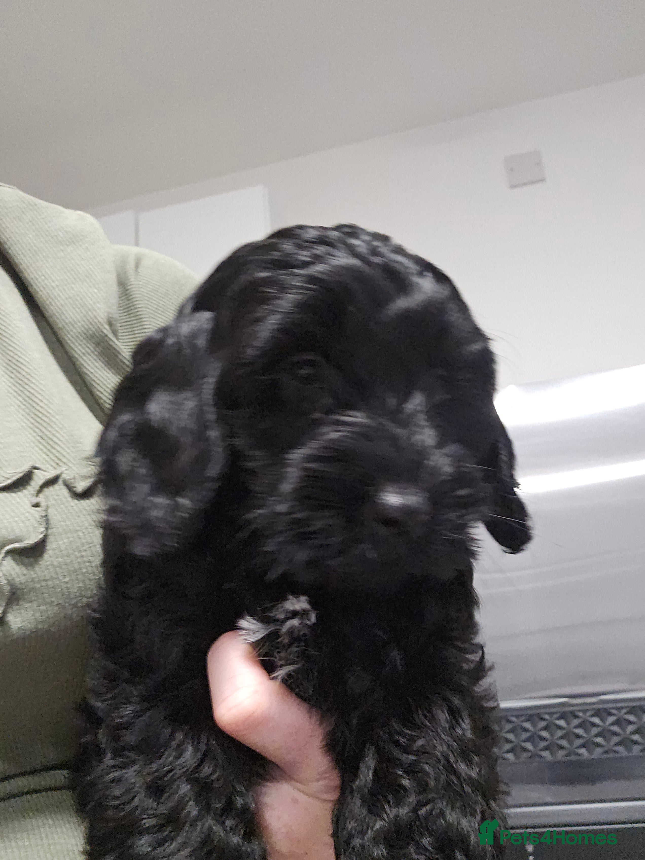 Cockapoo dogs F2 cockapoo puppies  - Advert 2