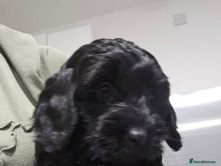 Cockapoo dogs F2 cockapoo puppies - Advert 11