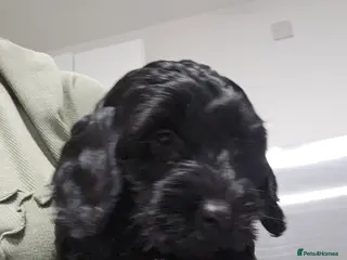 Cockapoo dogs F2 cockapoo puppies - Advert 2