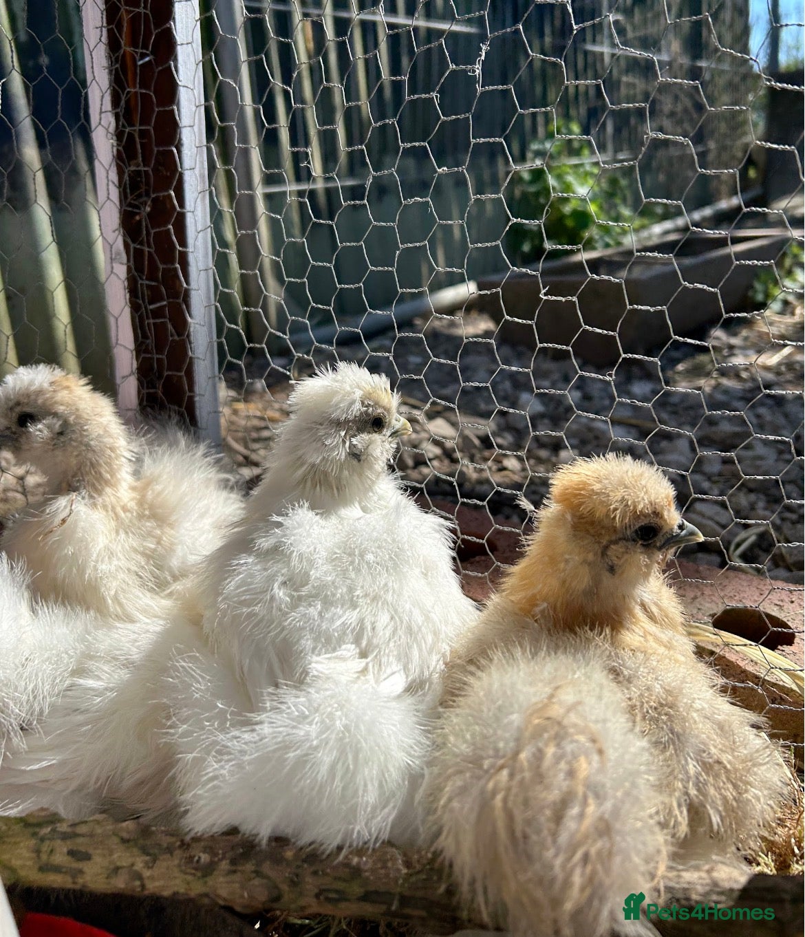 Chickens poultry Silkie eggs available  - Advert 1