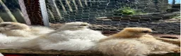 Chickens poultry for sale: Silkie eggs available  in Mold - Advert 1