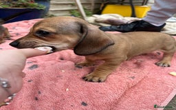 Chiweenie dogs for sale: Beautiful dachshund/ chihuahua puppies  - Image 7