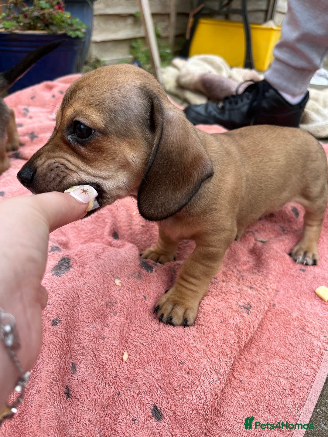 Chiweenie dogs for sale: Beautiful dachshund/ chihuahua puppies  - Image 7