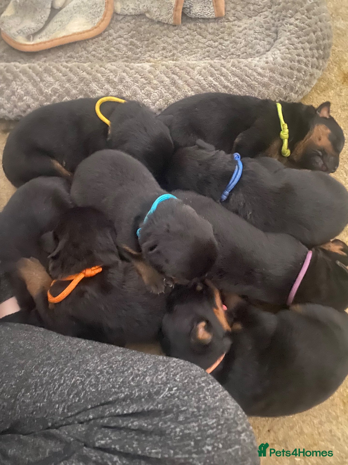 Rottweiler dogs German and American Rottweiler Mix - Advert 4