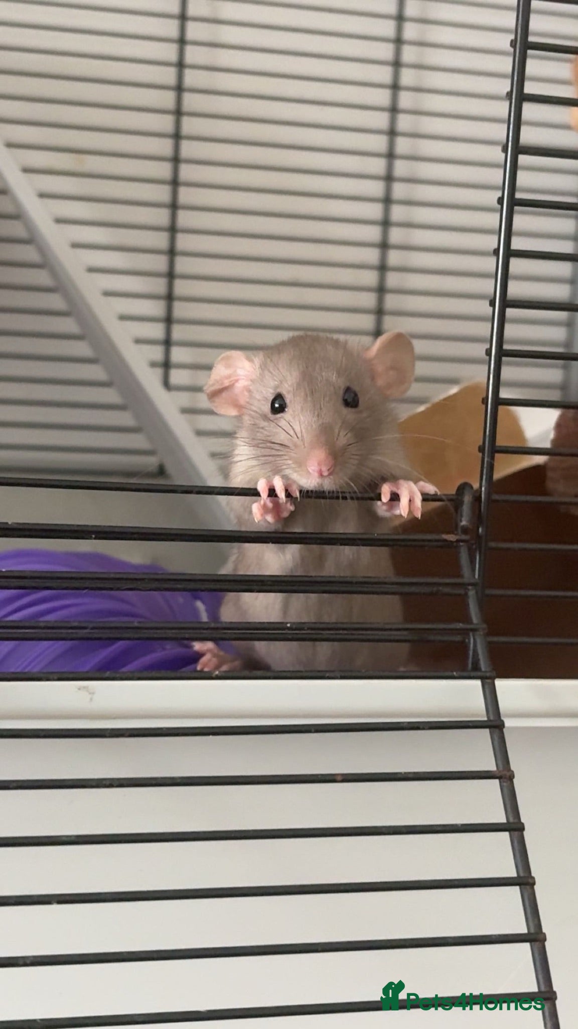 Rat rodents Female rats and cage  - Advert 1