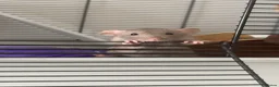 Rat rodents for sale: Female rats and cage  in Castleford - Advert 1