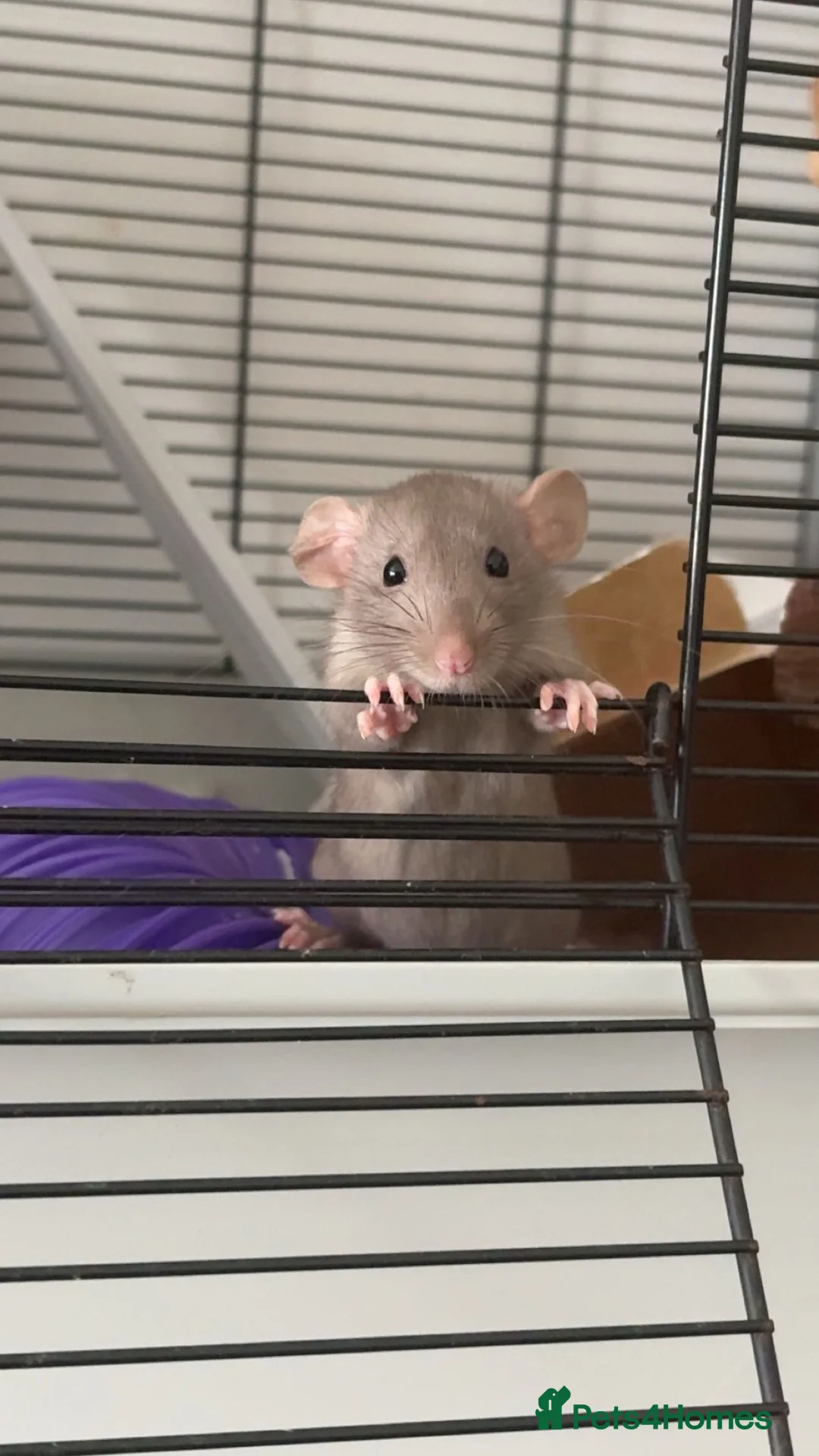 Rat rodents for sale: Female rats and cage  in Castleford - Advert 1