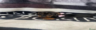 Dachshund 4