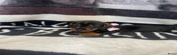 Dachshund dogs for sale: Wire hair dachshund in Walsall - Advert 6
