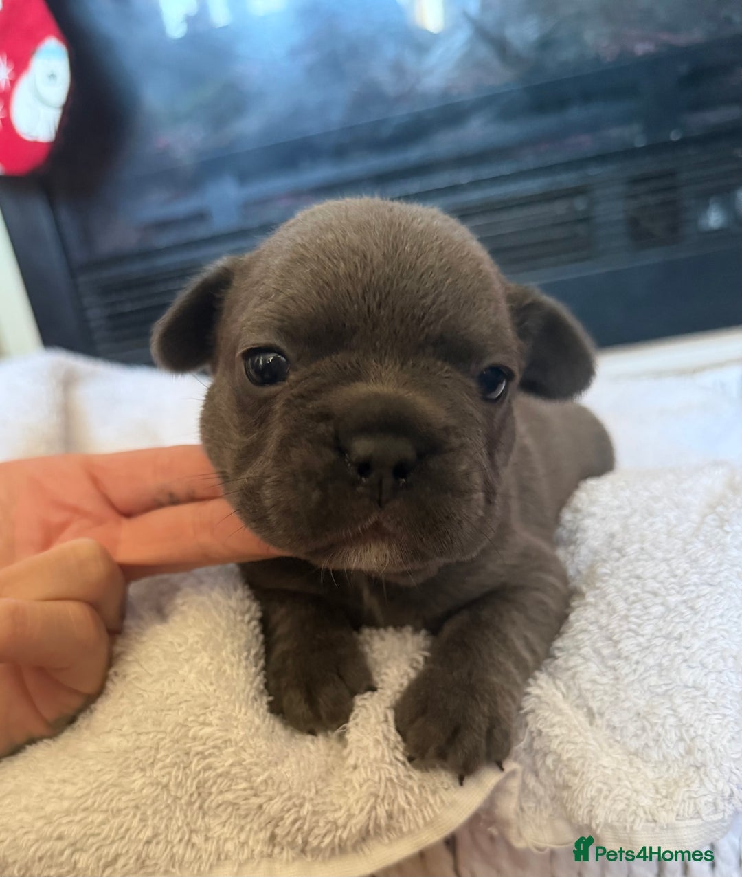 French Bulldog dogs for sale: French bulldog puppies  - Advert 6