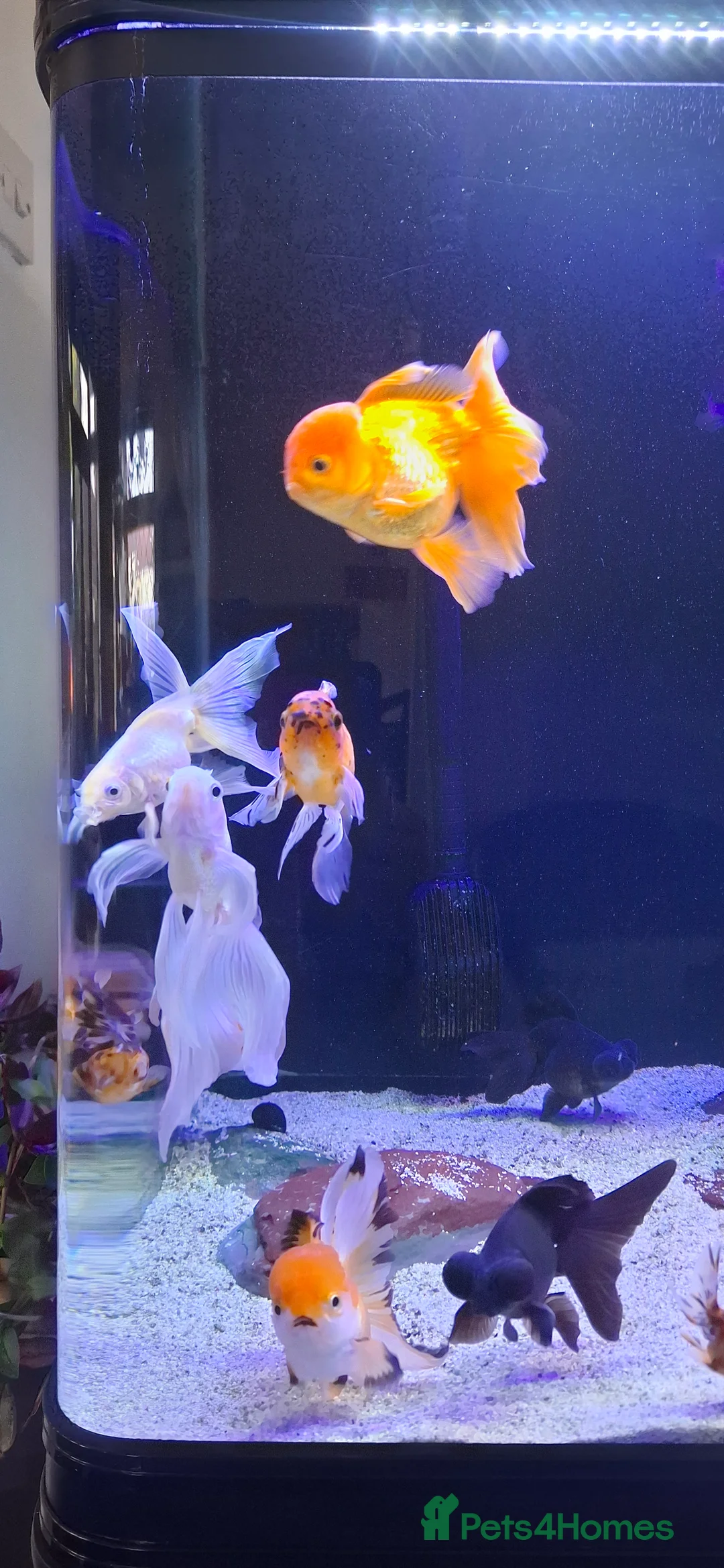 Goldfish fish for sale: Goldfish fancy oranda moor - Advert 3