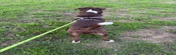 Mixed Breed dogs for sale: Puppy for sale in Peterborough - Advert 5