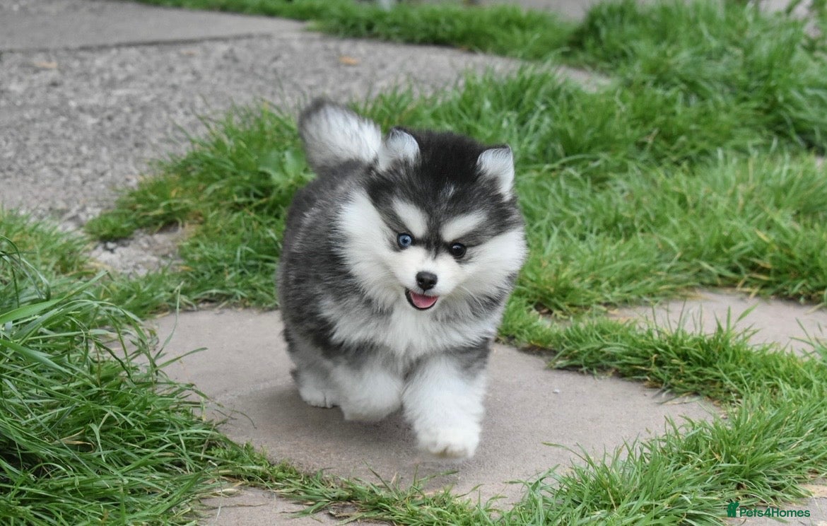 Pomsky dogs Stunning Pomsky puppies from health tested parents - Advert 4