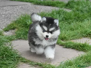 Pomsky dogs Stunning Pomsky puppies from health tested parents - Advert 4