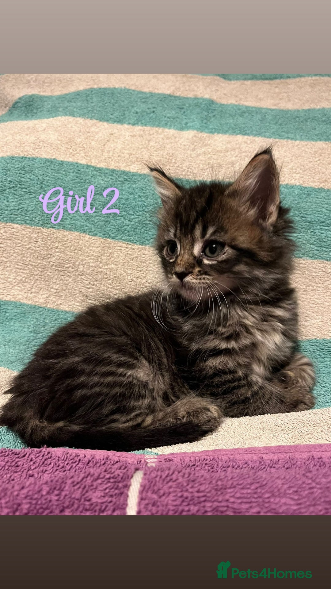 Mixed Breed cats for sale: MAINECOON X KITTENS FOR SALE 🩵🩷 - Advert 7