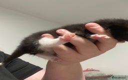 Mixed Breed cats for sale: 5 beautiful mixed breed kittens❤️ - Image 3
