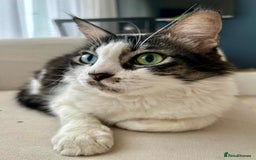 Mixed Breed cats for adoption: Meet Charli - Image 5