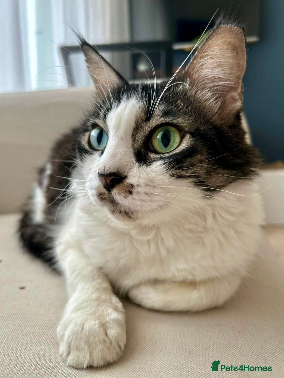 Mixed Breed cats for adoption: Meet Charli - Image 5