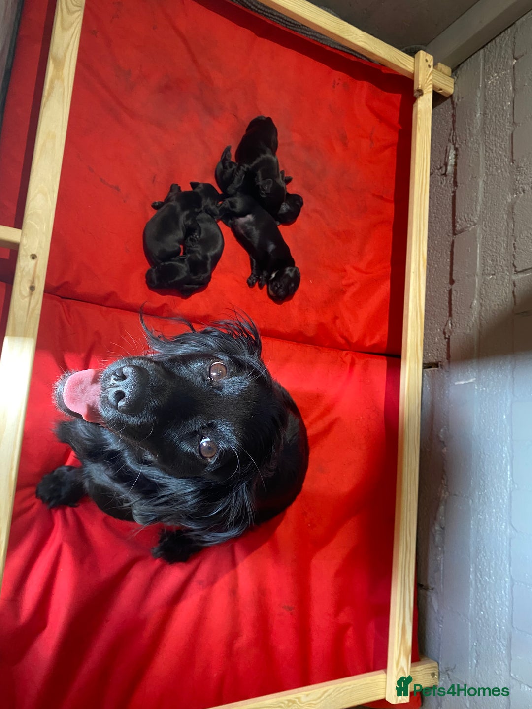 Cocker Spaniel dogs for sale: Beautiful working Cocker spaniel puppies  - Image 13
