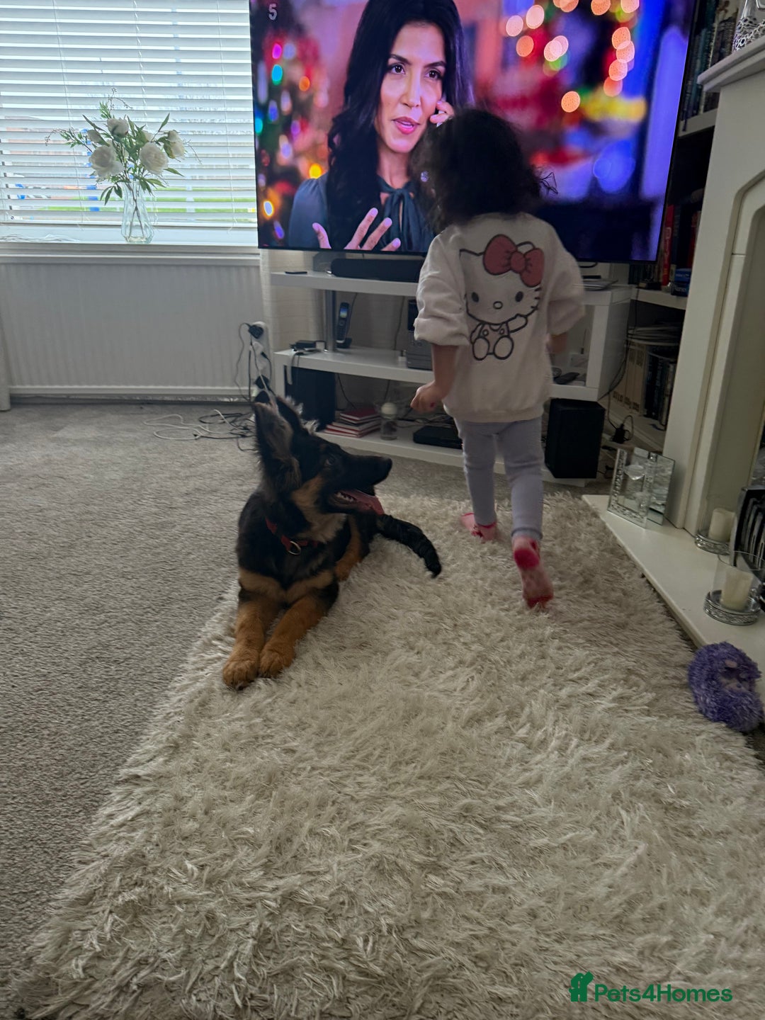 German Shepherd dogs for sale: 💔 Loving Home Wanted  – 4-Month-Old GS Puppy 💔 - Advert 2