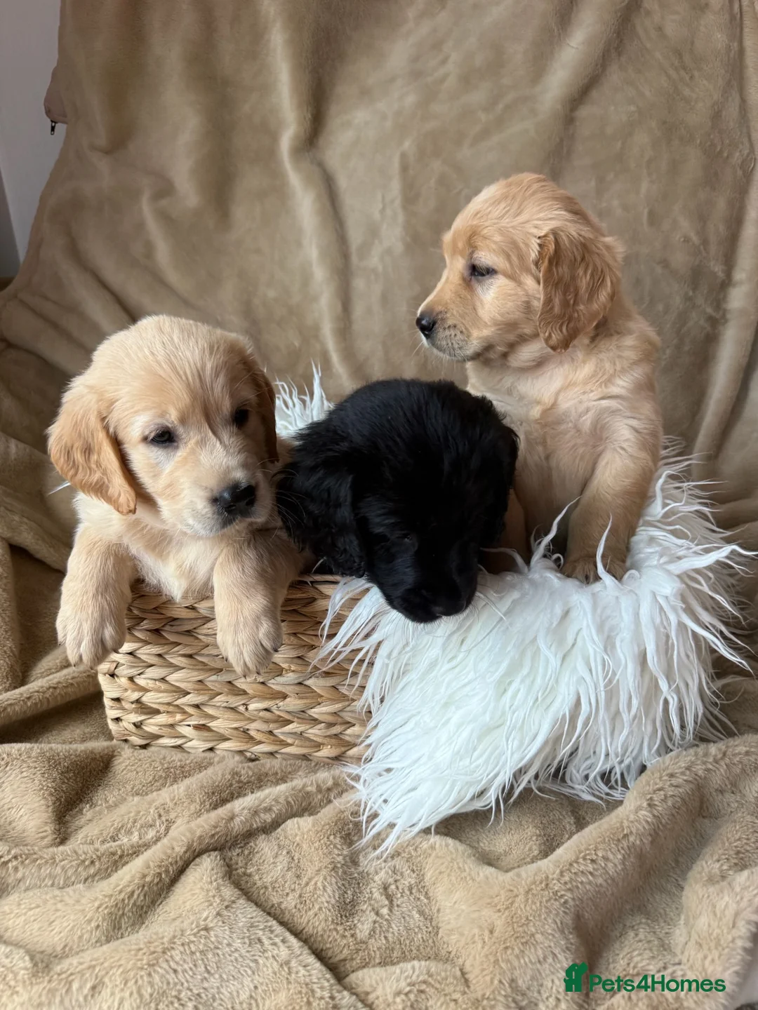 Mixed Breed dogs for sale: READY NOW  ❤️GOLDEN FLATTIES ❤️ ONLY 2 LEFT! ❤️  - Advert 1