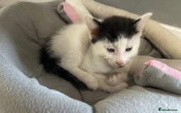 Mixed Breed cats for sale: Kittens for sale - Image 1
