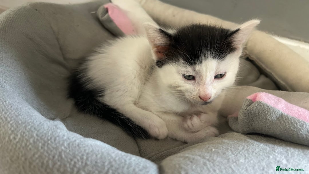 Mixed Breed cats for sale: Kittens for sale - Image 1