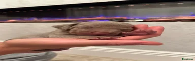 Purple Weimaraner
