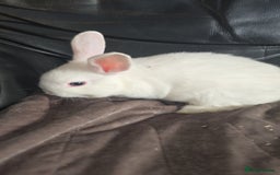 Dutch rabbits for sale: 7 rabbits looking for their forever homes - Advert 6