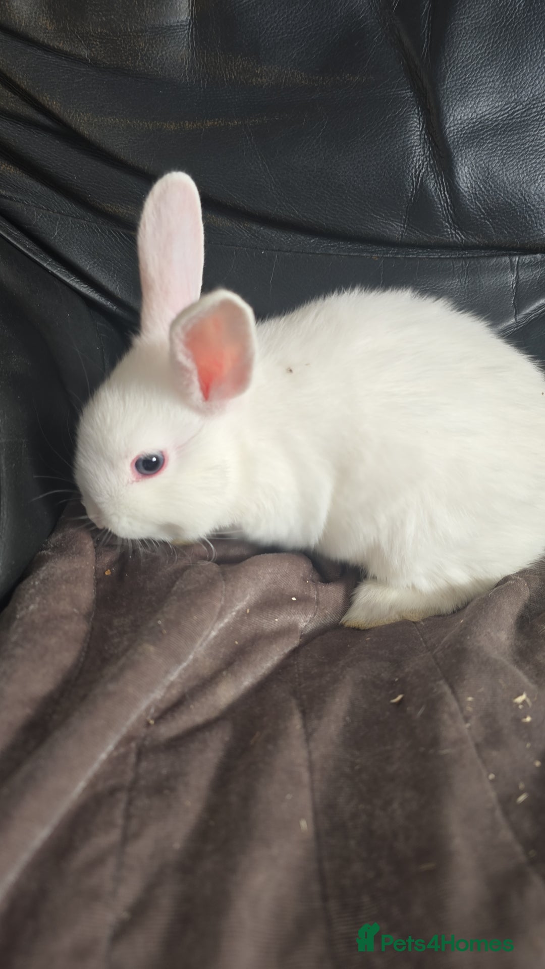 Dutch rabbits for sale: 7 rabbits looking for their forever homes - Advert 6