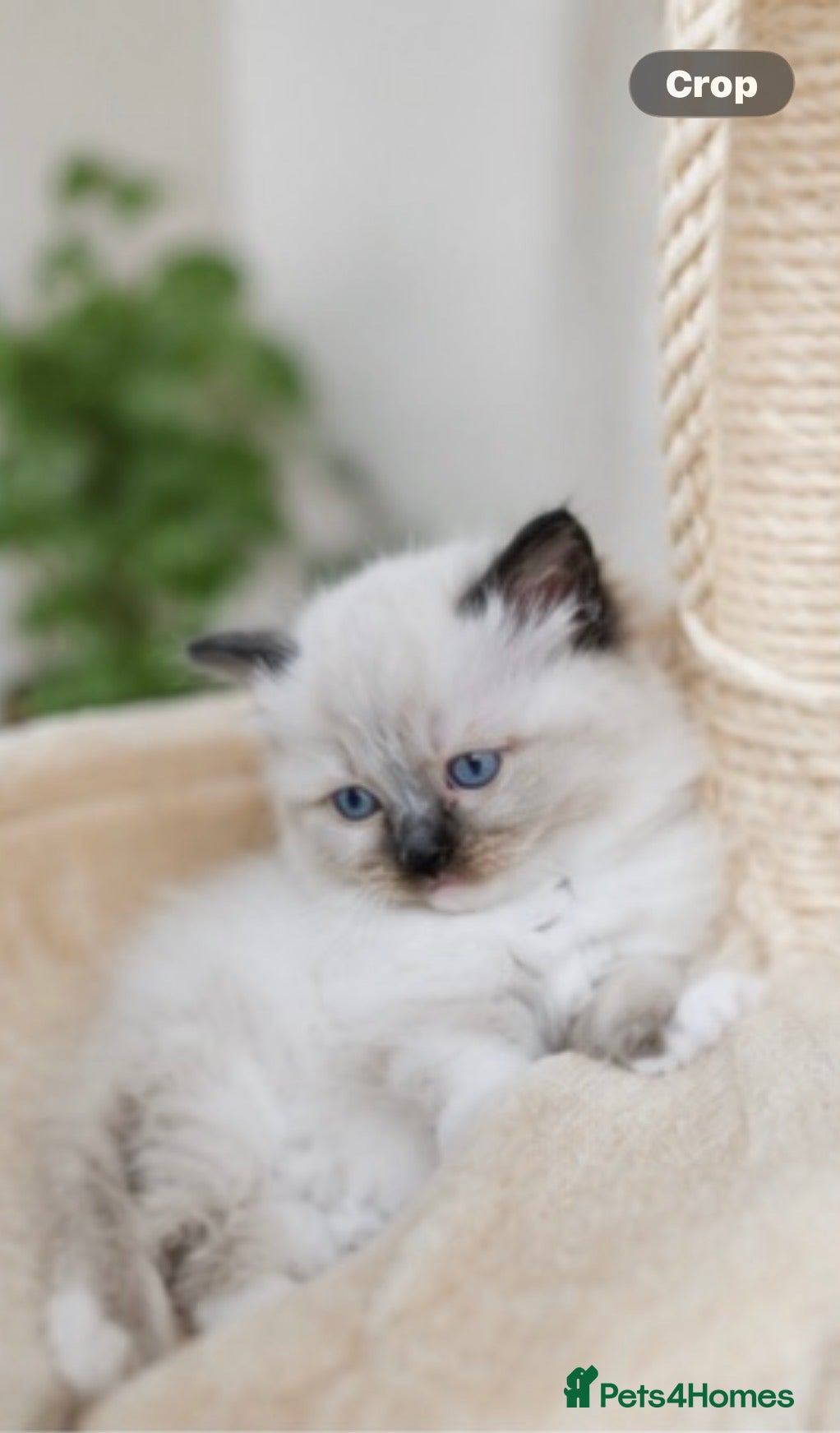 Ragdoll cats 🐾Ragdoll Kittens Looking for Loving Homes 🐾 - Advert 2